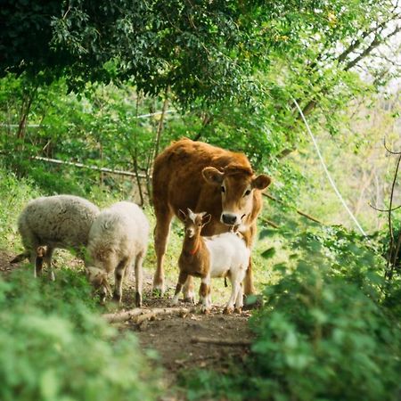 Domus Agricolae Corallina Torre del Greco Dış mekan fotoğraf